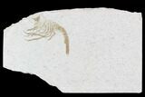 Detailed, Fossil Shrimp - Solnhofen Limestone #108911-1